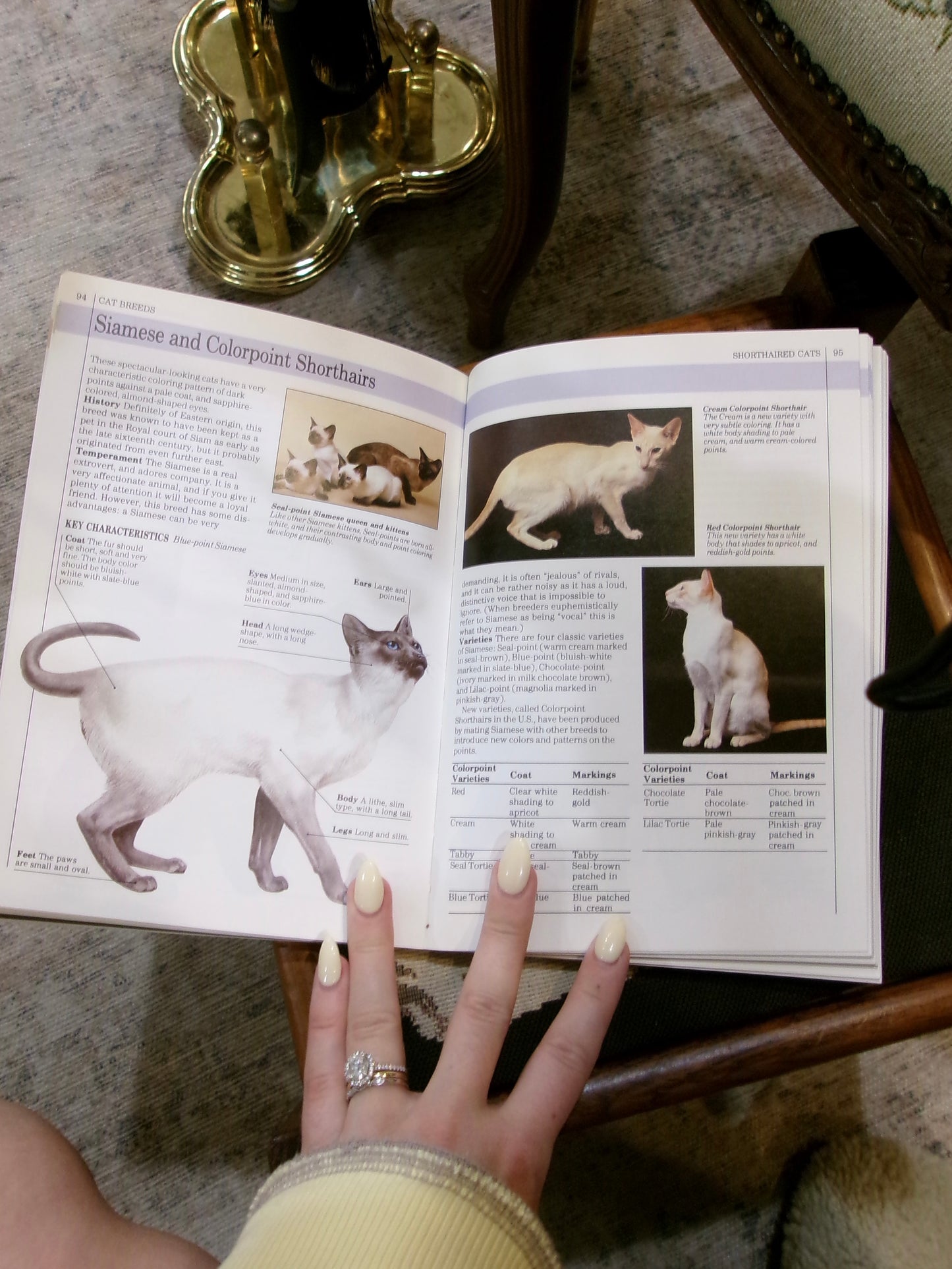 You & Your Cat Paperback Book